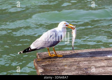 Il gabbiano cattura un pesce e lo mangia Foto Stock