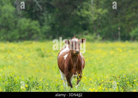 Mucche da latte che mangiano erba e coppe di burro sotto la pioggia in una mattinata di primavera morbida Foto Stock