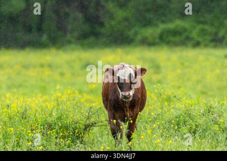 Mucche da latte che mangiano erba e coppe di burro sotto la pioggia in una mattinata di primavera morbida Foto Stock