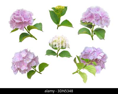 Set di sei infiorescenze rosiche Hydrangea macrophylla con petali seghettati in diverse fasi e posizioni di fioritura, isolate su dorso bianco Foto Stock