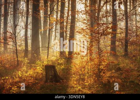 Foresta mista all'inizio dell'autunno, sole che splende attraverso la nebbia mattutina, catena montuosa del Finn, Sassonia-Anhalt, Germania Foto Stock
