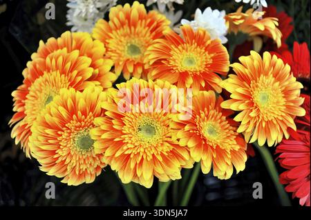 Fiori di gerbera colorati con petali di giallo brillante e arancio in piena fioritura, Lisbona, Portogallo Foto Stock
