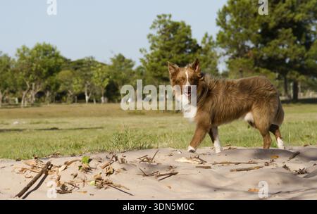 Il cane mongrel attraversa la Siberia camminando all'aperto, Federacion, Argentina Foto Stock