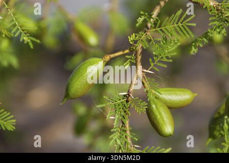 Frutto verde dell'acacia in estate, Federacion, Argentina Foto Stock