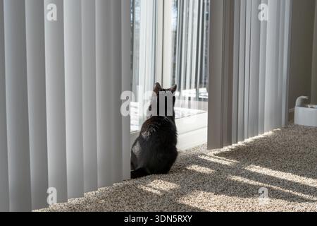 Un gatto nero seduto accanto a una grande finestra, che guarda l'esterno con la schiena verso la telecamera. La luce soffusa filtra attraverso le tende, creando una calma Foto Stock