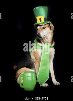 Ritratto di un cane mongrel con cappello da giorno di san patrizio isolato su sfondo nero Foto Stock