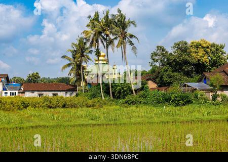 Giovani piante di riso che crescono nel Paddy Field allagato, Giava, Indonesia Foto Stock