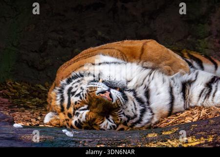 Ritratto di primo piano di Tiger Foto Stock