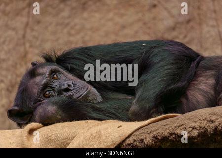 Lo scimpanzé riposa a terra da vicino Foto Stock