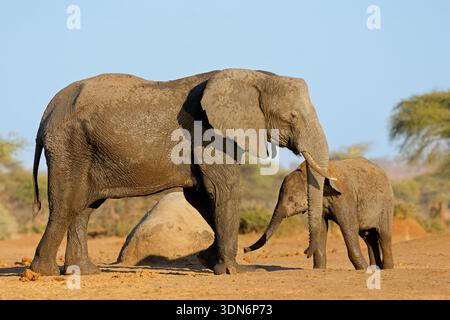 Un elefante africano (Loxodonta africana) mucca con giovane vitello, Chobe National Park, Botswana Foto Stock