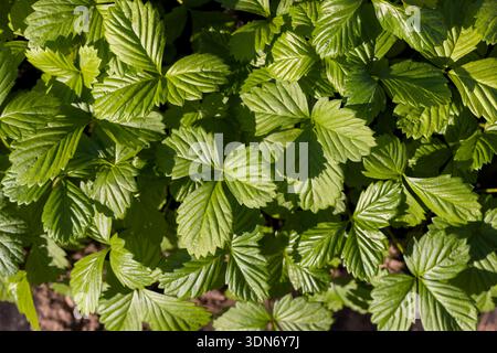 piantine di fragole con foglie verdi prima di piantare , un gran numero di germogli di fragole crescono insieme in un clima caldo e soleggiato Foto Stock