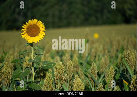 Girasole monocoltura in campo agricolo con colture verdi, paesaggio rurale, attenzione selettiva e luce naturale estiva Foto Stock
