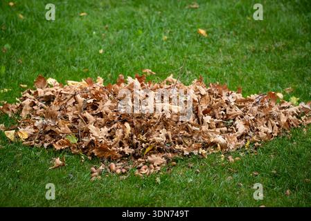 Mucchio di foglie di quercia secca e ghiande su un prato verde. Foto Stock