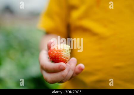 Una foto macro si concentra su una fragola rossa brillante tenuta nella mano piccola e delicata del bambino. introduzione di bacche fresche e sane come primo cibo o spuntino per i bambini. Foto Stock
