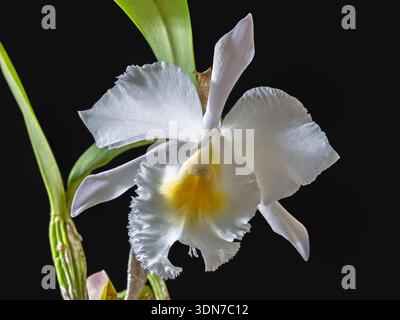 Vista ravvicinata del fiorente ibrido di orchidee cattleya Queen Sirikit con fiore bianco e giallo dorato isolato su sfondo nero Foto Stock