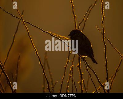 Piccolo uccello arroccato sul ramo dell'albero ghiacciato al tramonto Foto Stock