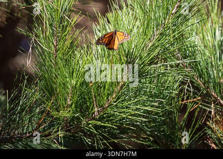 Monarch Butterfly appollaiato su aghi di pino in luce solare brillante: A. Foto Stock