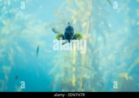 Curious Black Fish con pinne gialle brillanti che nuotano verso Camer Foto Stock