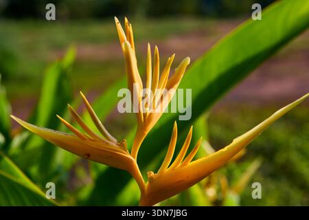 Vista ravvicinata degli uccelli gialli del Paradiso in giardino Foto Stock