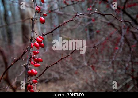 Primo piano di bacche rosse invernali su un ramo spinoso nei boschi della Pennsylvania Foto Stock