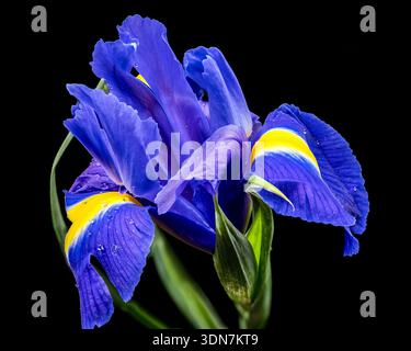 Vibrant Blue Dutch Iris Flower con gocce d'acqua su sfondo nero Foto Stock
