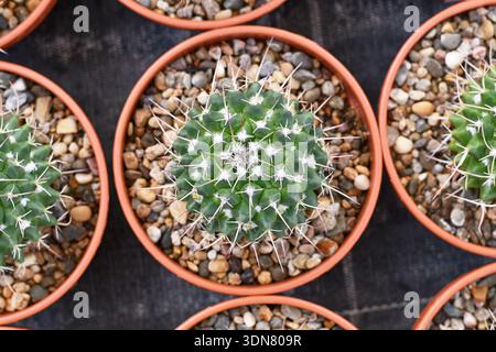 Vista dall'alto del piccolo cactus "Mammillaria Carnea" in vaso di fiori con pietre Foto Stock