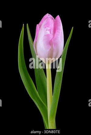 Un bellissimo fiore di tulipani rosa solitario, fotografato su un semplice sfondo nero Foto Stock