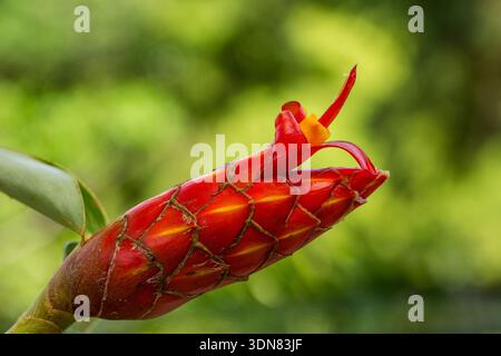 Zenzero del sigaro rosso, Costus pulverulentus, Parco Nazionale del Vulcano Arenal, Costa Rica. Foto Stock