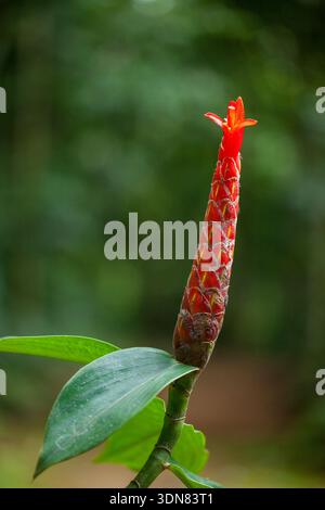 Lo zenzero del sigaro rosso, Costus pulverulentus, nella foresta pluviale della Costa Rica. Foto Stock