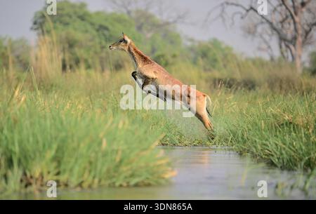 Saltando lechwe, Botswana, Africa Foto Stock