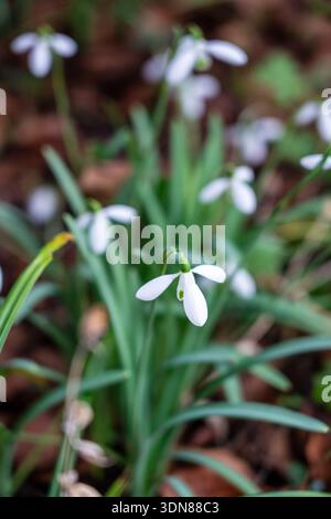 Galanthus nivalis snowdrop comune Foto Stock