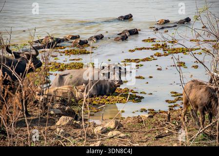 Una mandria di bufali d'acqua che si rinfrescano in un fiume, con alcuni pascolano sulla riva fangosa e altri nuotano nelle acque calme. Foto Stock