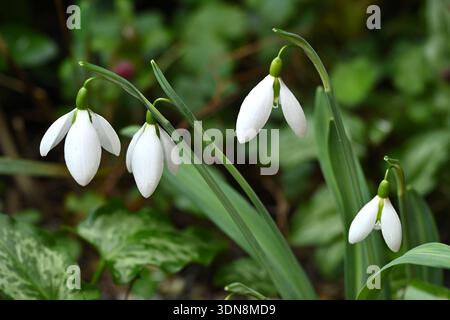 Fiori invernali bianchi di goccia di neve a pieghe, Galanthus plicatus nel giardino britannico di febbraio Foto Stock