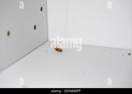 Un primo piano di uno scarafaggio morto con gambe visibili, addome sollevato, ricoperto di sporcizia su uno scaffale non appiattito, che rappresenta un serio problema di igiene e erba Foto Stock