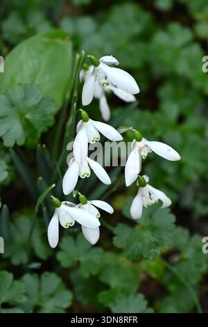 Bianco inverno fioritura comune di gocce di neve, galanthus nivalis crescono con arum e Geranium macrorrhizum UK Garden febbraio Foto Stock