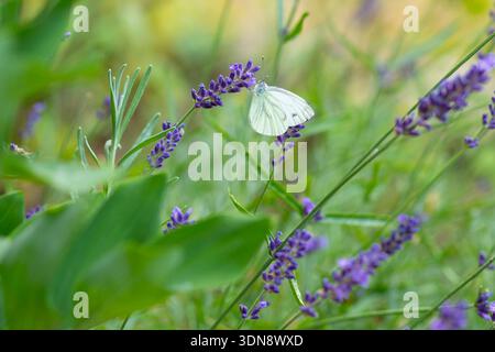 Zitronenfalter Gonepteryx rhamni an Blüten vom Lavendel Lavandula, Sachsen, Deutschland *** farfalla di limone Gonepteryx rhamni su fiori di lavanda L Foto Stock