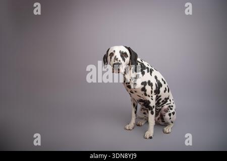 Ritratto ravvicinato di un triste cucciolo dalmata di razza cucciolo seduto di fronte a uno sfondo grigio Foto Stock