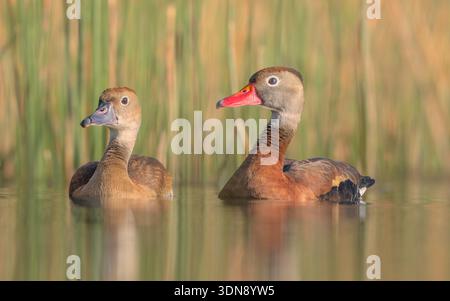 Primo piano di un paio di anatre fischianti (Dendrocygna bicolor) che galleggiano in un tranquillo laghetto di fronte a canne e erba, Florida, Stati Uniti Foto Stock