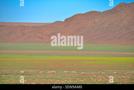 La Namibia è un paese desertico con paesaggi mozzafiato e splendidi paesaggi Foto Stock