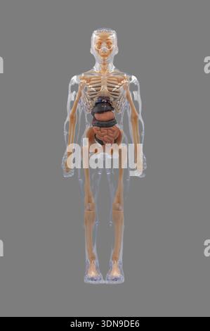 Modello di anatomia umana trasparente con scheletro e organi visibili Foto Stock