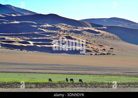 La Namibia è un paese desertico con paesaggi mozzafiato e splendidi paesaggi Foto Stock