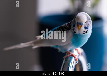 Un budgie, noto anche come budgerigar o parrocchetto comune, è un piccolo pappagallo dalla coda lunga originario dell'Australia. Foto Stock