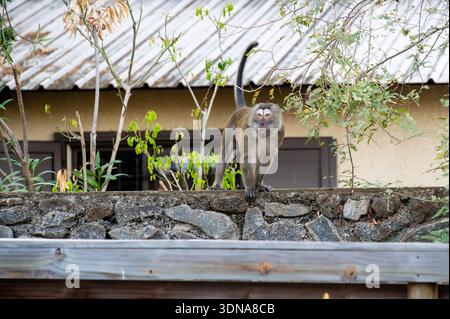Macachi selvaggi che mangiano granchi in piedi su un muro di pietra in una villa a Tamarin, Mauritius Foto Stock