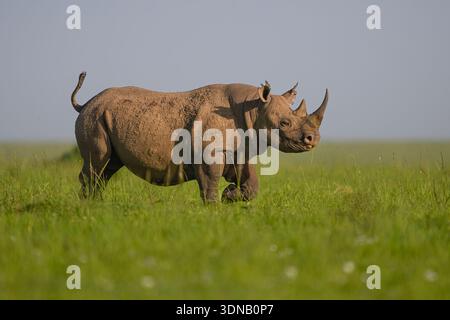 Trotto di rinoceronti neri attraverso la prateria, Masai Mara Reserve, Kenya Foto Stock