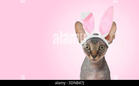 Simpatico gatto con fascia per orecchie coniglietto pasquale su sfondo rosa. Design banner con spazio per il testo Foto Stock