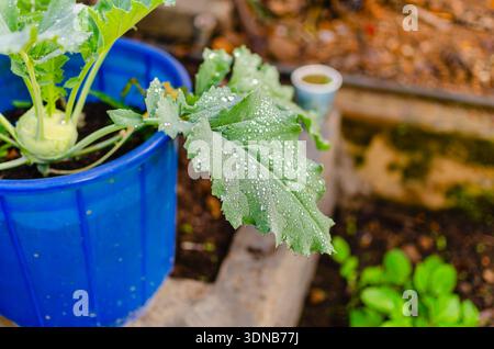 Le gocce di rugiada coprono una foglia di una pianta di kohlrabi. Foto Stock