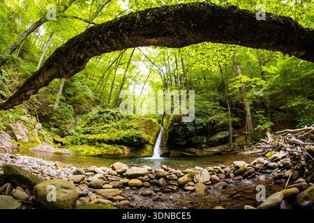 L'acqua verde vibrante di un fiume della foresta scorre su pietre e rocce coperte di muschio, circondate da un ricco fogliame Foto Stock