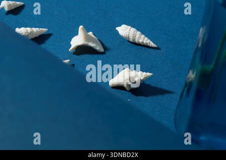 Conchiglie marine molto piccole Foto Stock