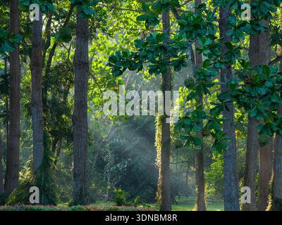 Foresta densa illuminata dal sole con alberi alti, lussureggiante fogliame verde e raggi di luce che filtrano attraverso la tettoia Foto Stock