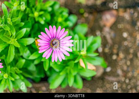 Vista ravvicinata dall'alto verso il basso di una fiorente margherita africana viola (Osteospermum) con un vivace centro arancio-scuro, circondato da fresche foglie verdi in un gard Foto Stock